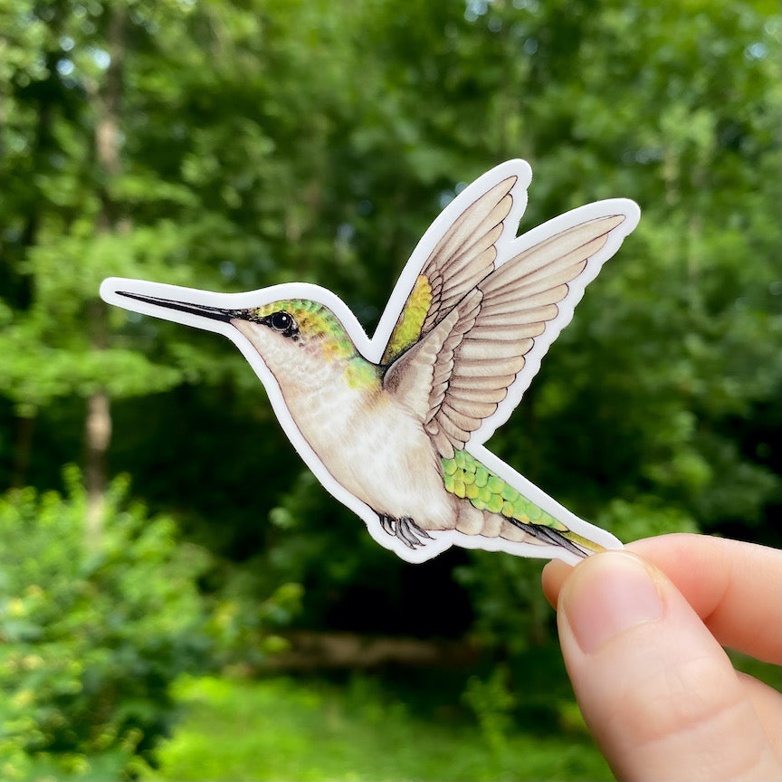 A hand holding a weatherproof vinyl sticker of a female ruby-throated hummingbird.