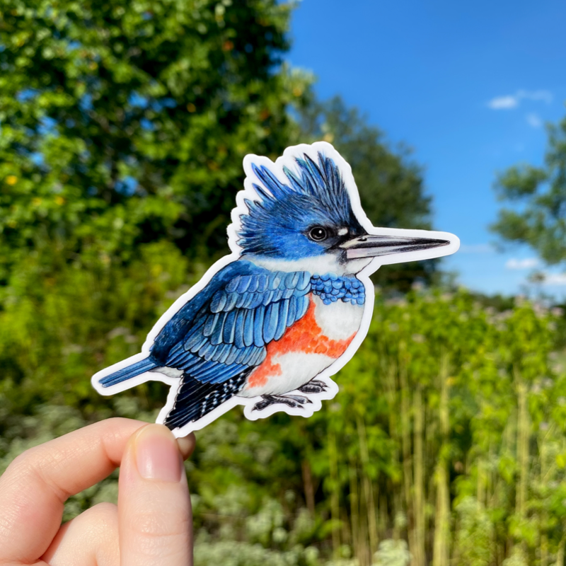 A hand holding a sticker of a female belted kingfisher.