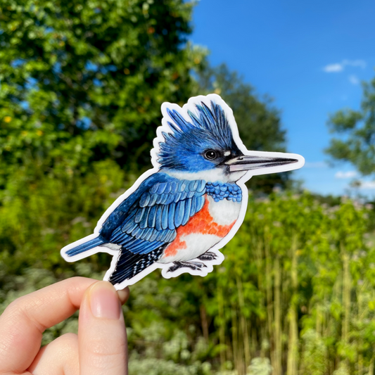 A hand holding a sticker of a female belted kingfisher.