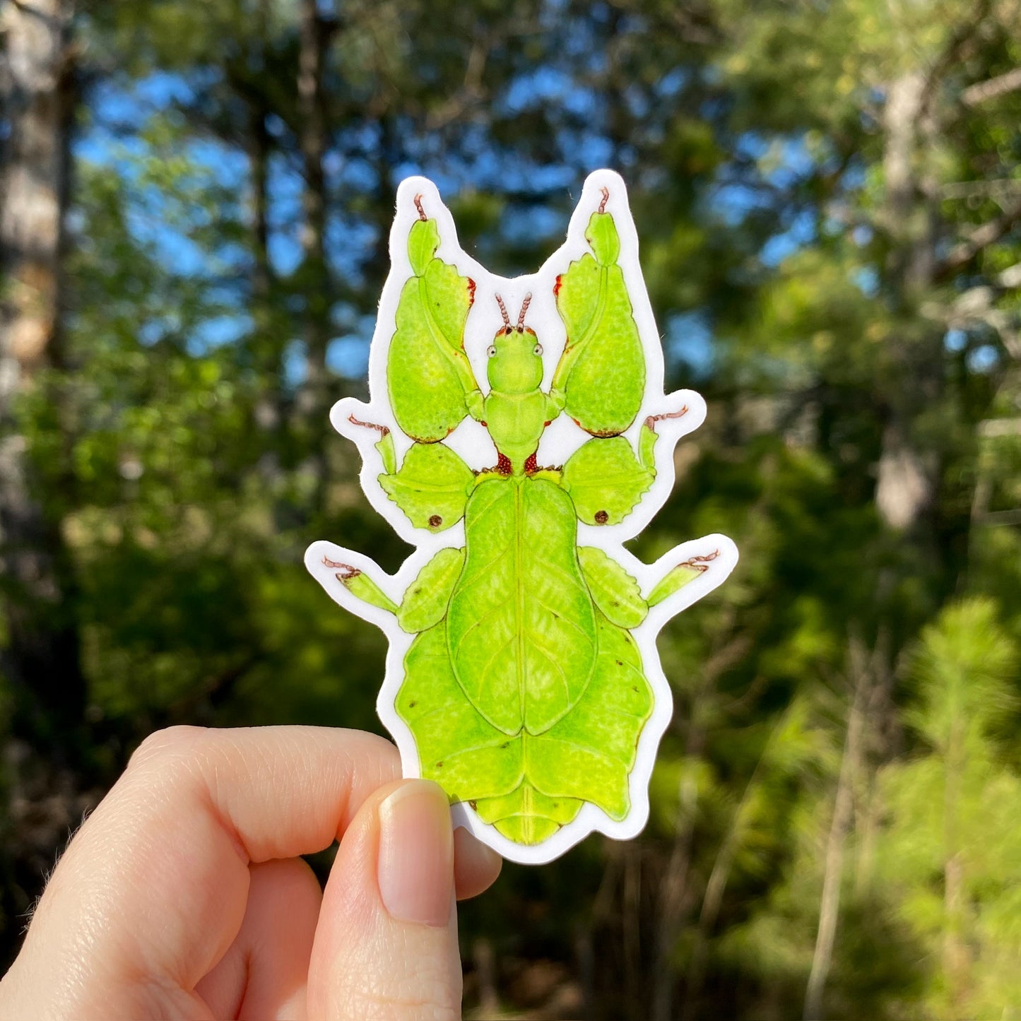 A hand holding a weatherproof vinyl sticker of a giant Malaysian leaf insect with a blurred background of trees.