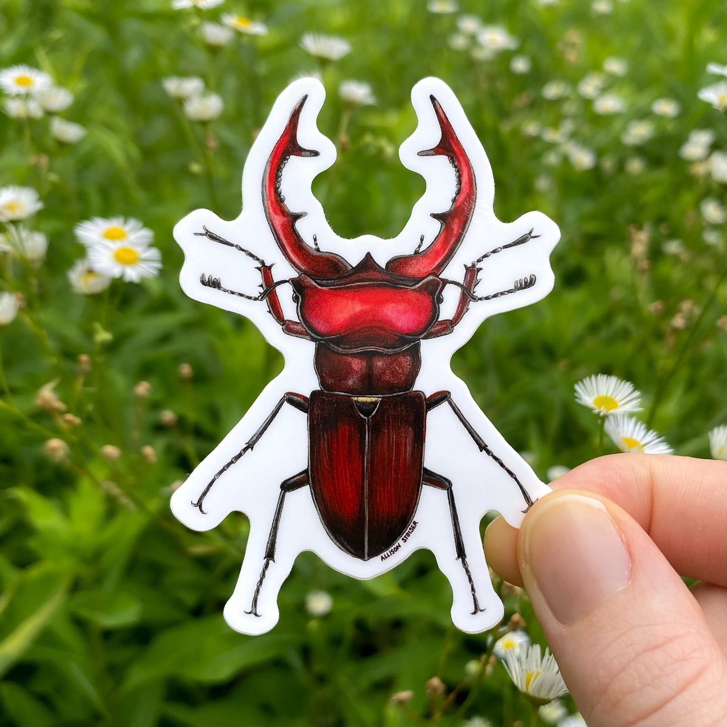 Hand holding a giant stag beetle sticker with a natural background of green grass and white flowers.