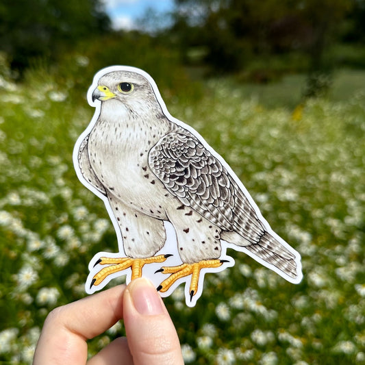 A hand holding a sticker of a gyrfalcon.