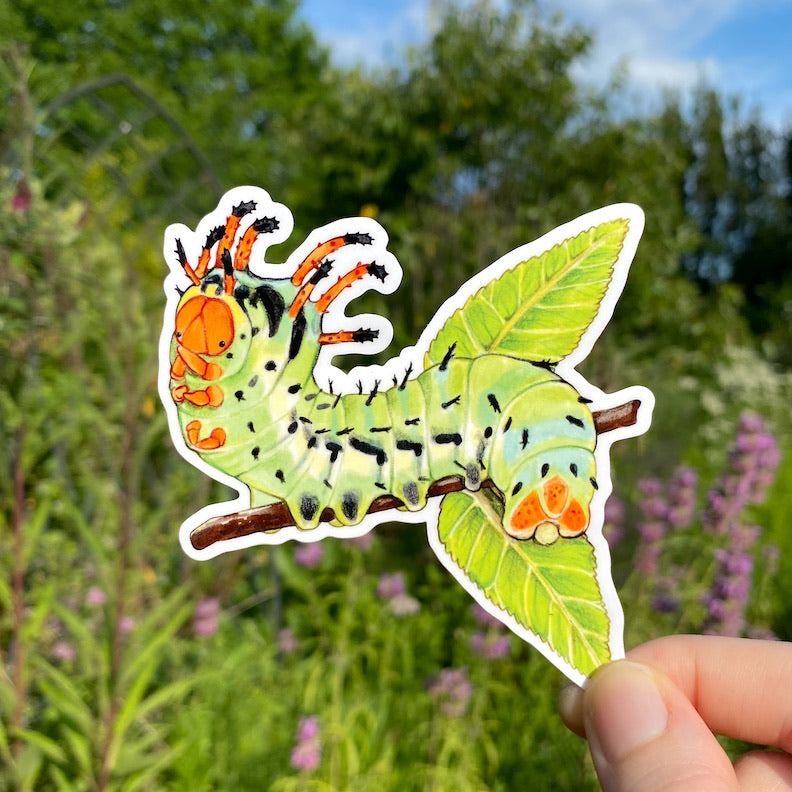 A hand holding a sticker of a hickory horned devil caterpillar rearing back.