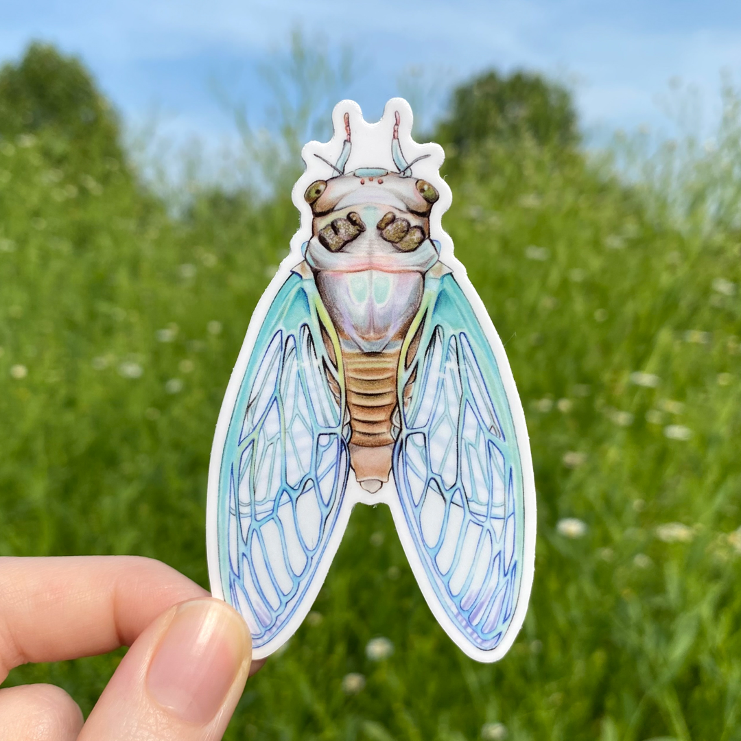 A hand holding a weatherproof vinyl sticker of a teneral cicada.