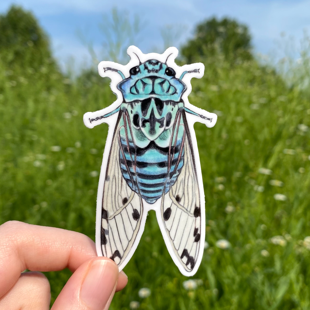 A hand holding a weatherproof vinyl sticker of a blue cicada from the genus Zammara.