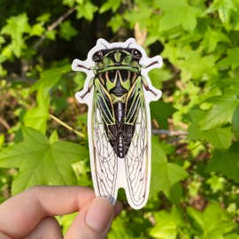 A weatherproof sticker featuring an illustration of a lyric cicada