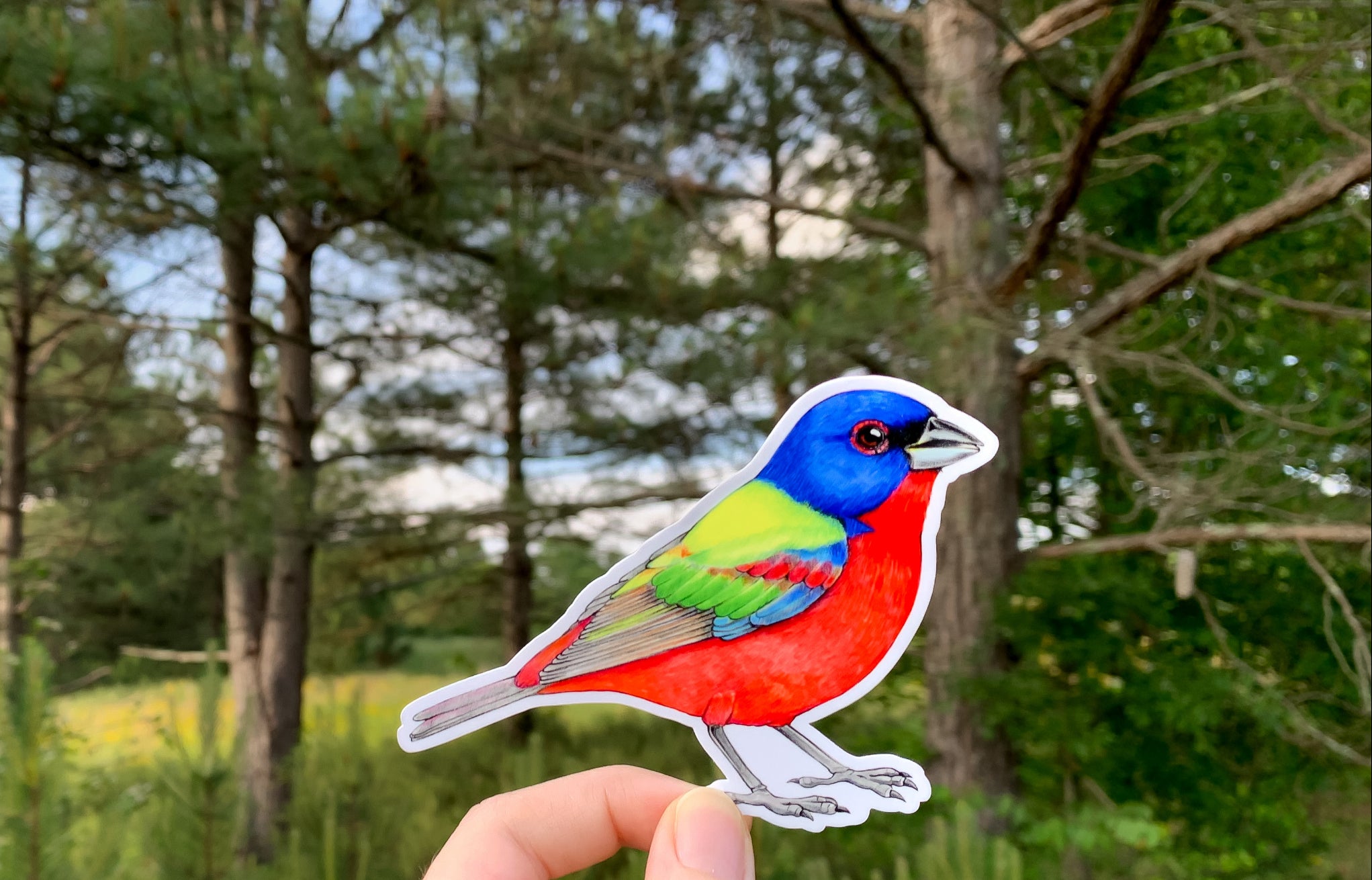 A painted bunting sticker