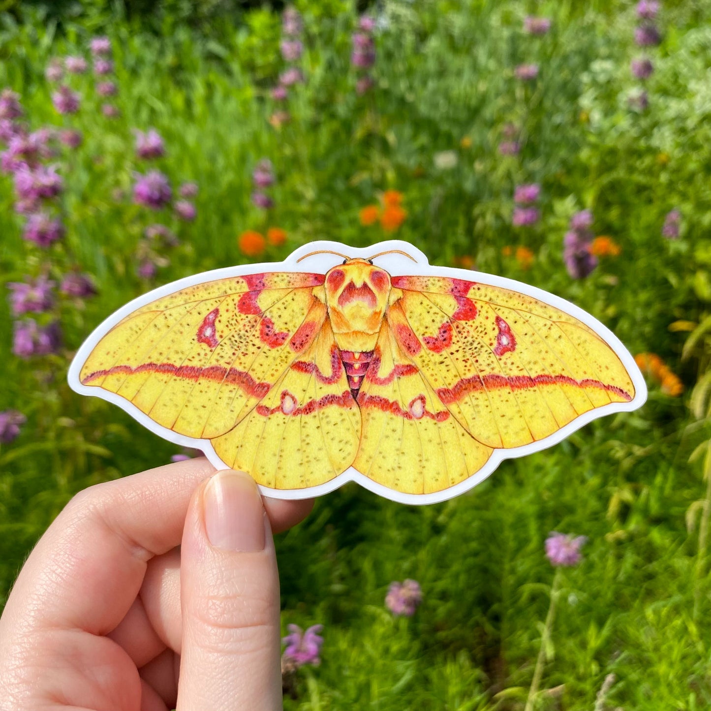 Hand holding an imperial moth sticker with a natural background of green grass and flowers.