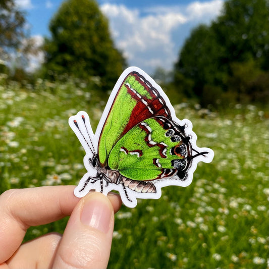 A hand holding a sticker of a juniper hairstreak.