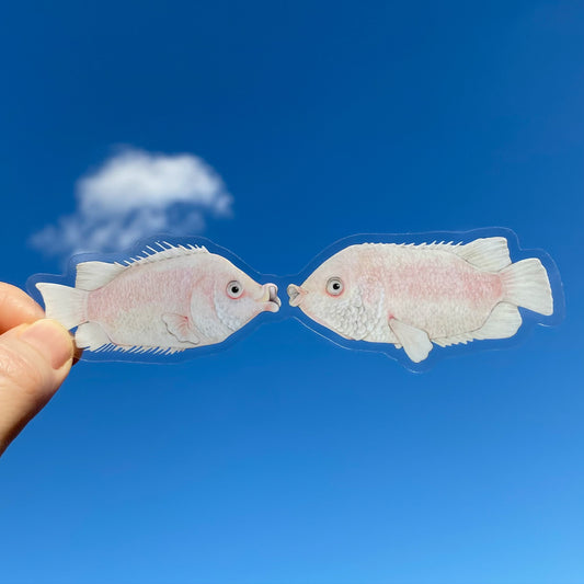 A clear-bordered weatherproof vinyl sticker depicting a pair of kissing gouramis being held against a blue sky background.