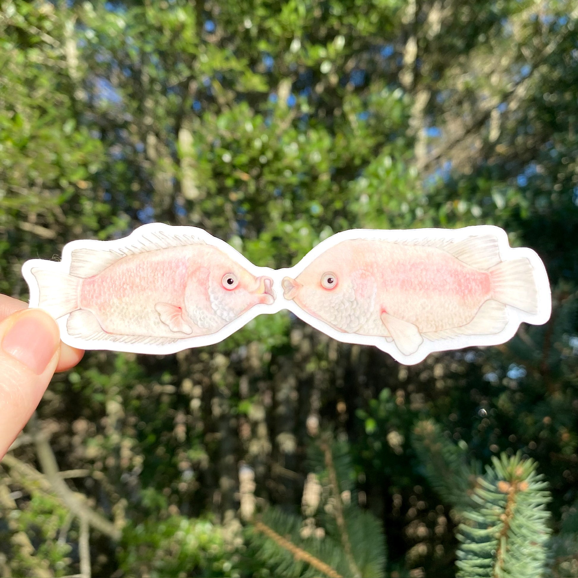 Sticker of two kissing gouramis facing one another