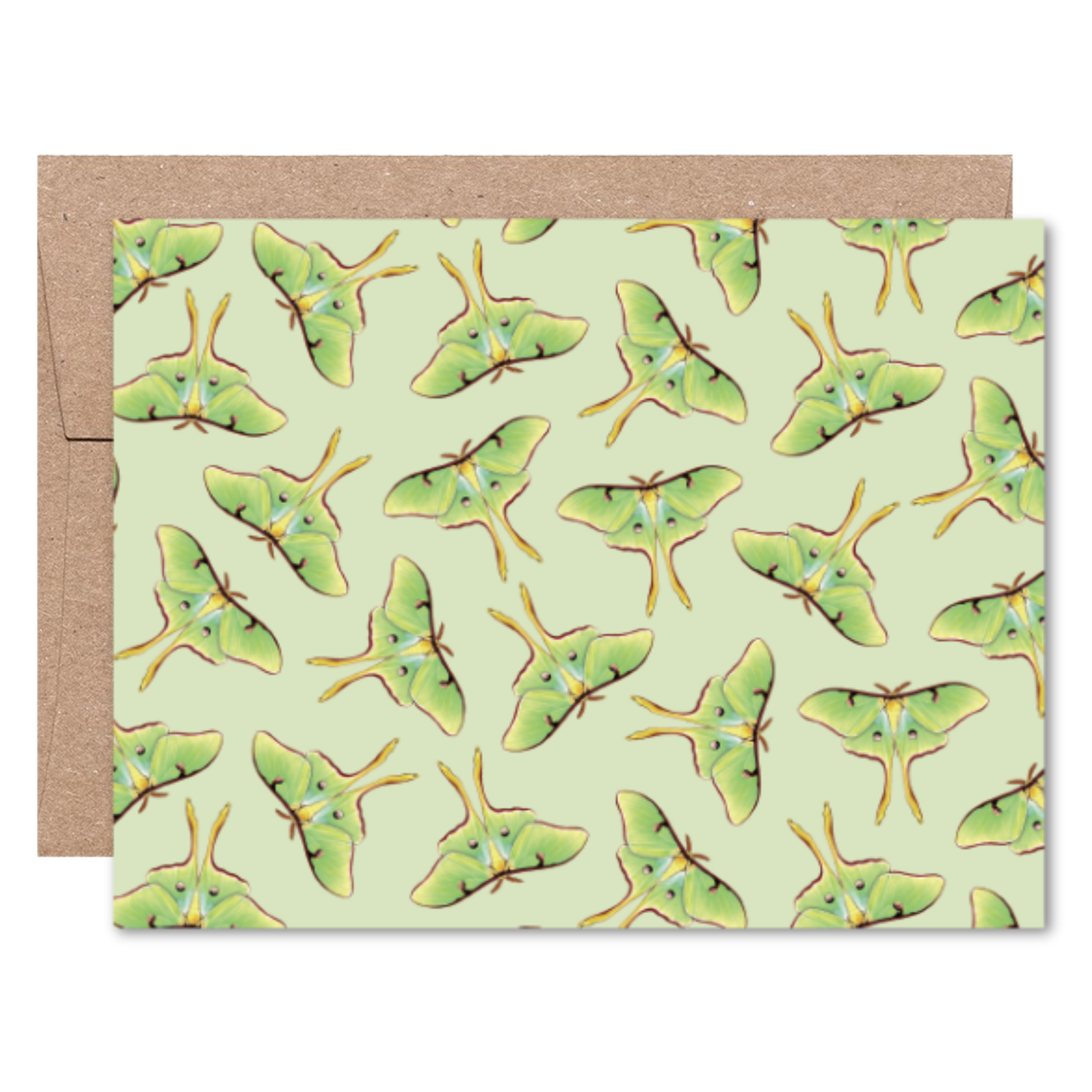 Moths and Butterflies Boxed Card Set