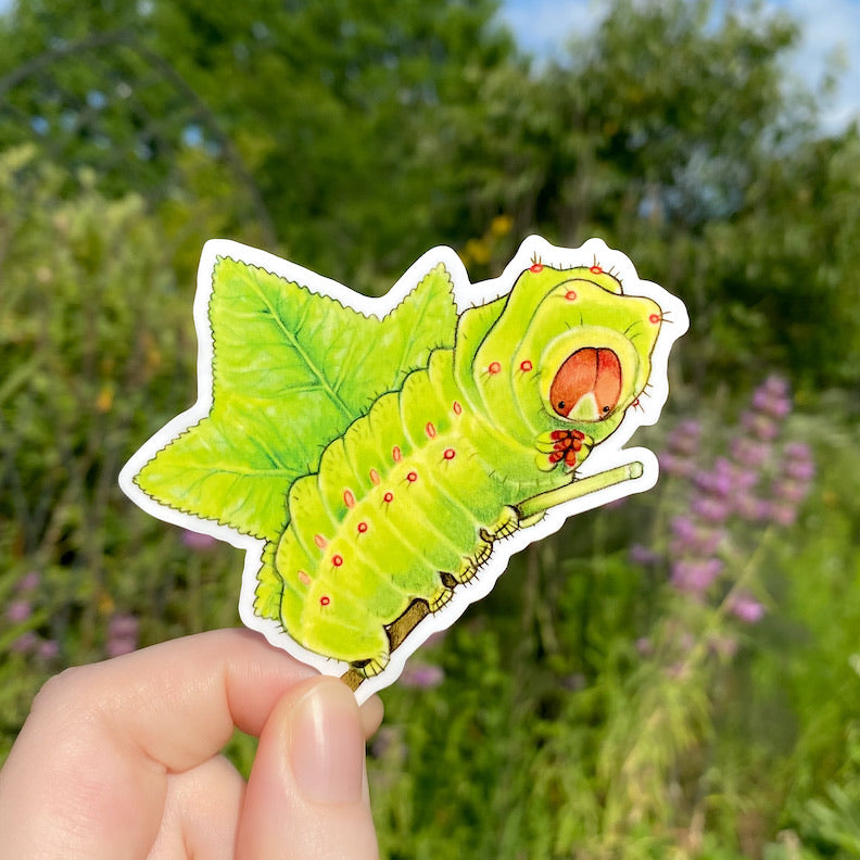 A hand holding a sticker of a luna moth caterpillar with a sweetgum leaf.