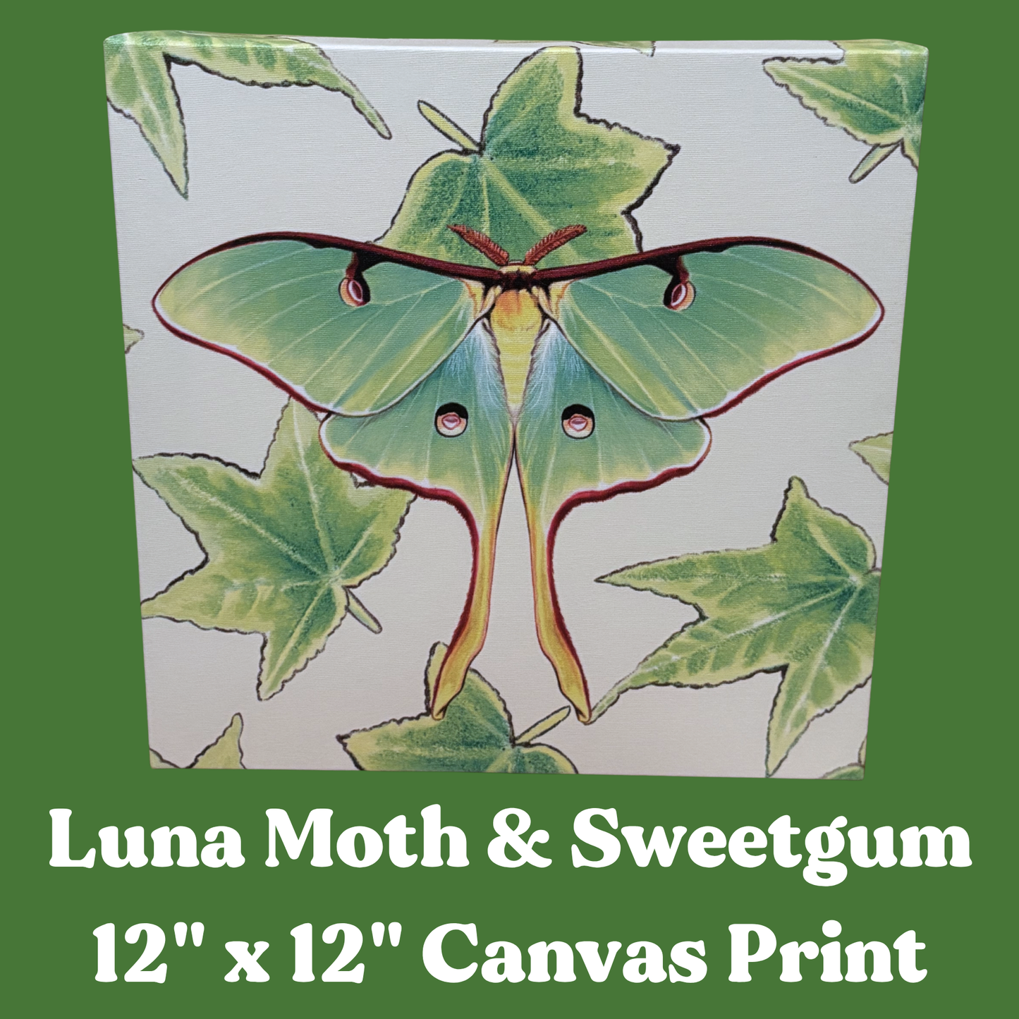 Canvas print with a luna moth and sweetgum design on a green background, text reads Luna Moth and Sweetgum 12" x 12" Canvas Print