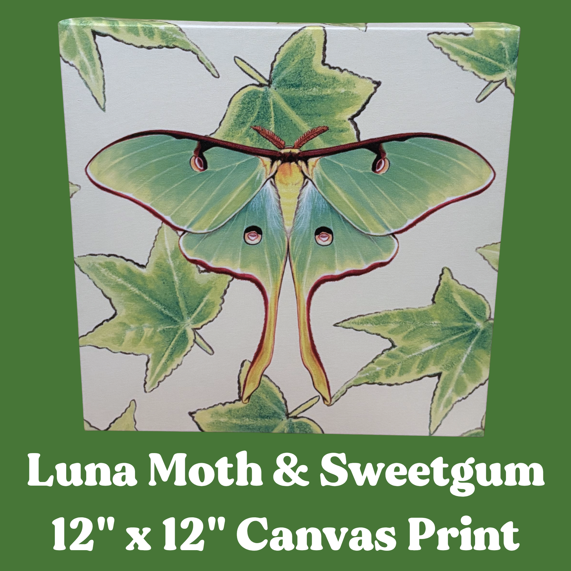 Canvas print with a luna moth and sweetgum design on a green background, text reads Luna Moth and Sweetgum 12" x 12" Canvas Print