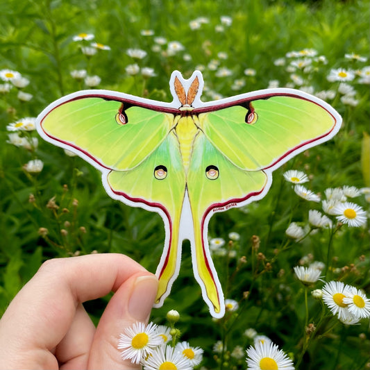 Hand holding a luna moth sticker with a natural background of flowers and grass.