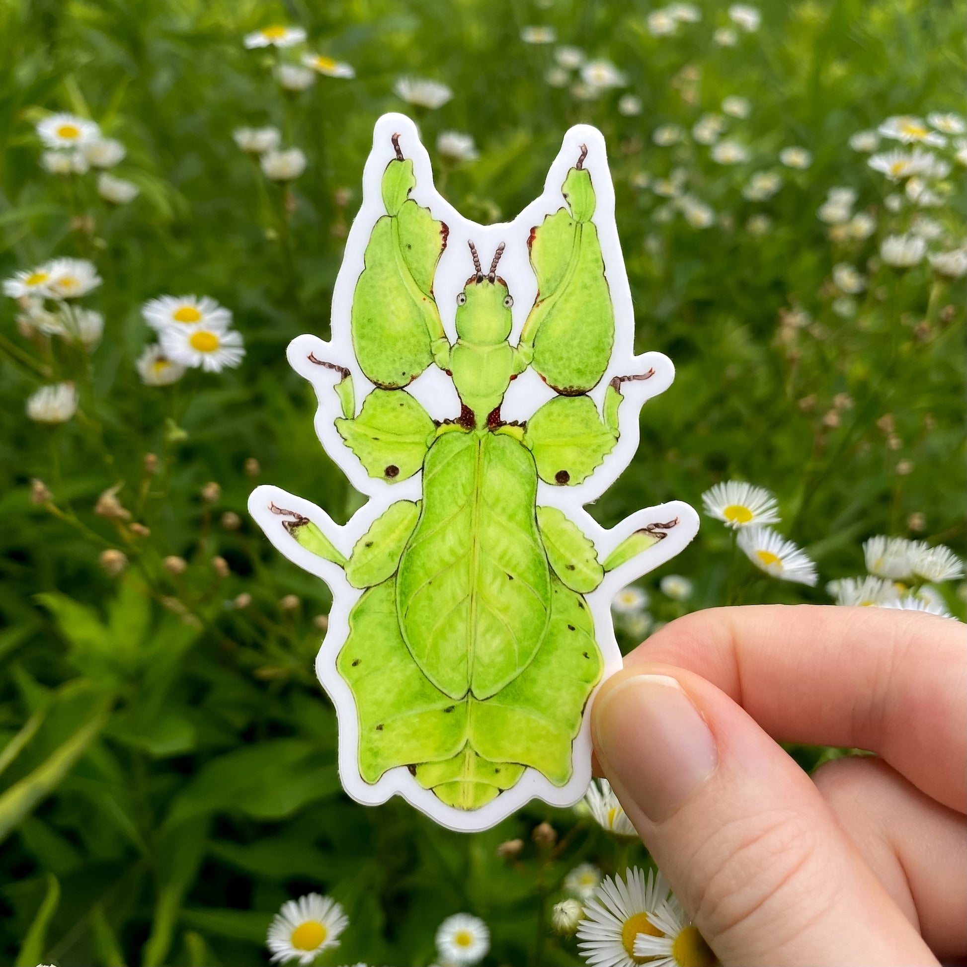 Hand holding a green leaf insect sticker with a natural background of grass and flowers.