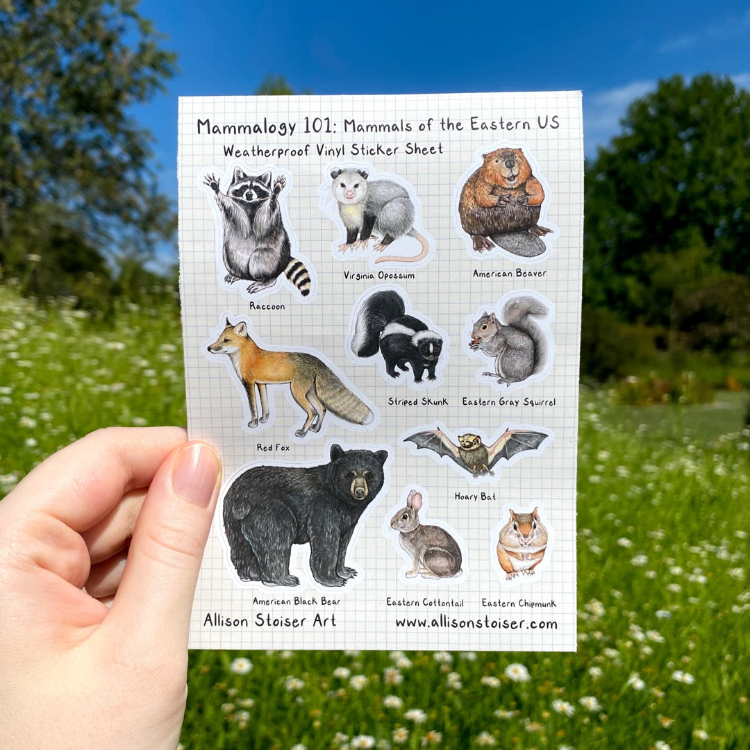 A hand holding a sticker sheet of labled mammals local to the eastern United States, including a raccoon, Virginia opossum, American beaver, red fox, striped skunk, eastern gray squirrel, American black bear, eastern cottontail, and eastern chipmunk. The sticker sheet reads "Mammalogy 101: Mammals of the Eastern US Weatherproof Vinyl Sticker Sheet" along the top, and "Allison Stoiser Art" and "www.allisonstoiser.com" along the bottom.