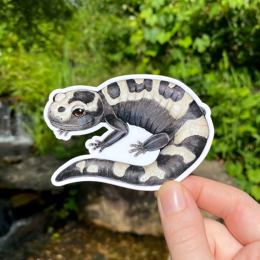 A hand holding a sticker of a marbled salamander.