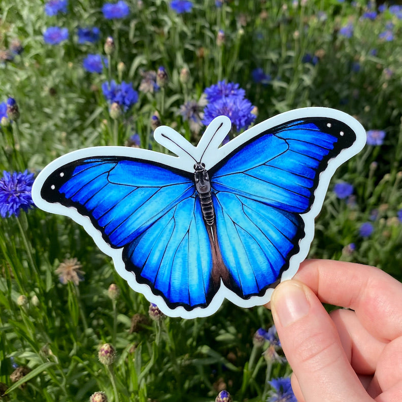 A hand holding a sticker of a menelaus morpho butterfly with a blue border.