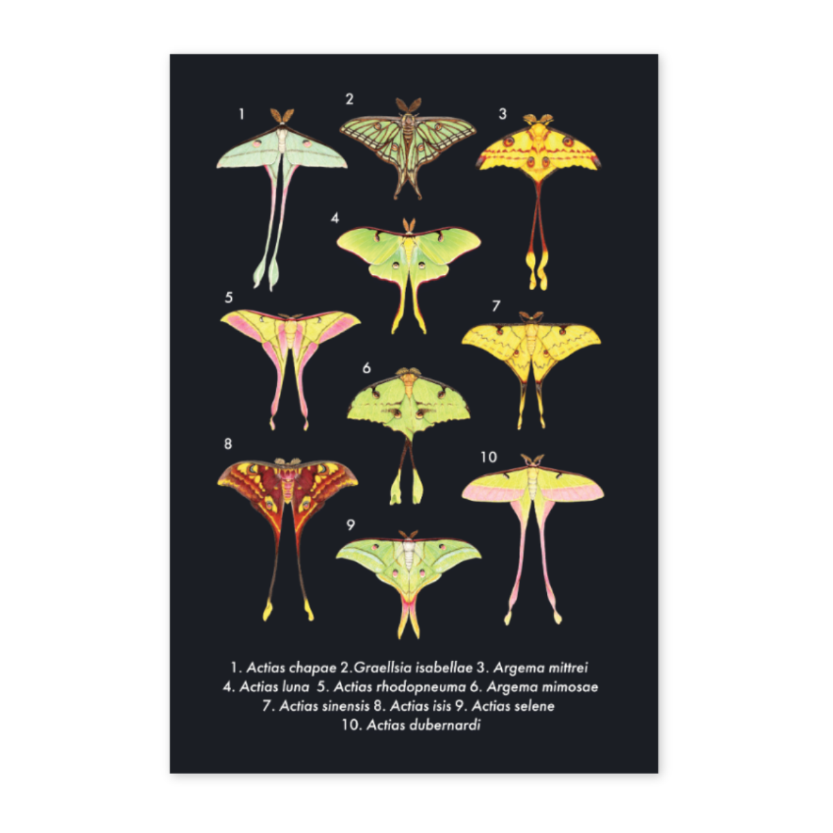 Illustration of various moths on a black background with labels.
