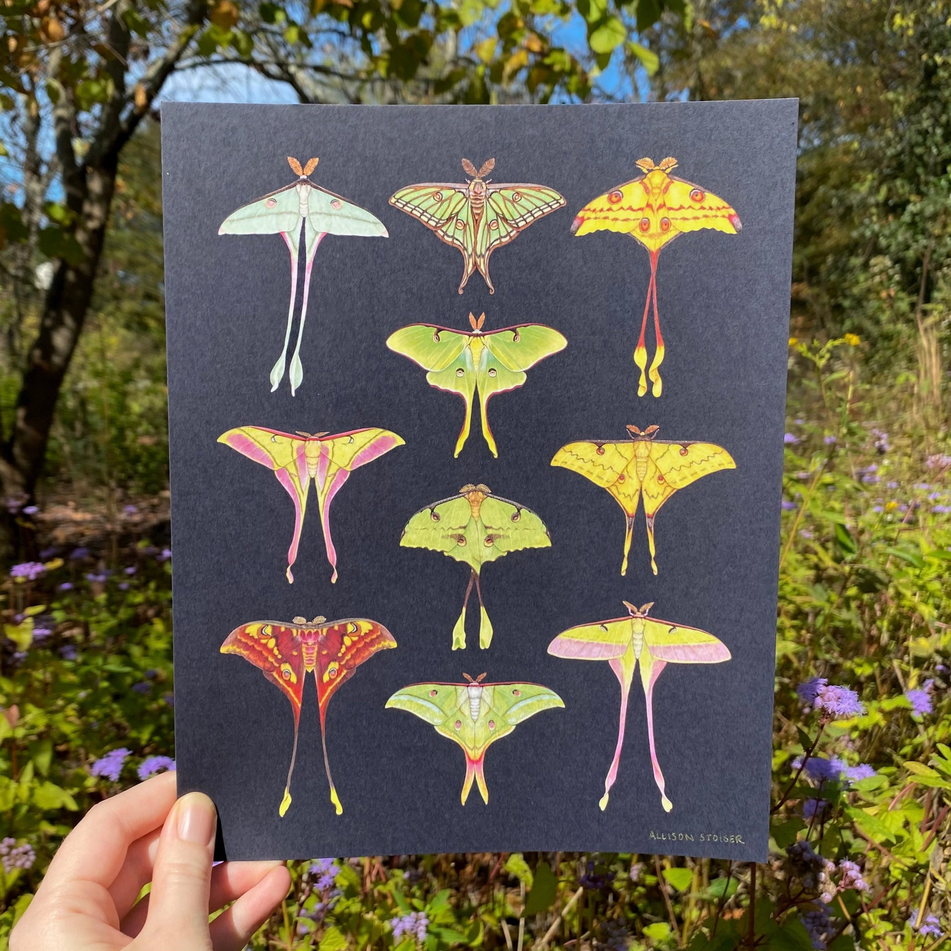 Illustrations of moon moths of the world on a black background held in front of a natural background with trees and flowers.