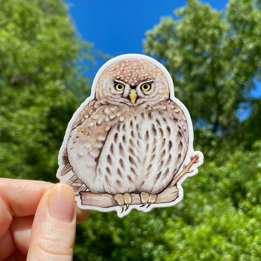 A hand holding a sticker of a northern pygmy owl