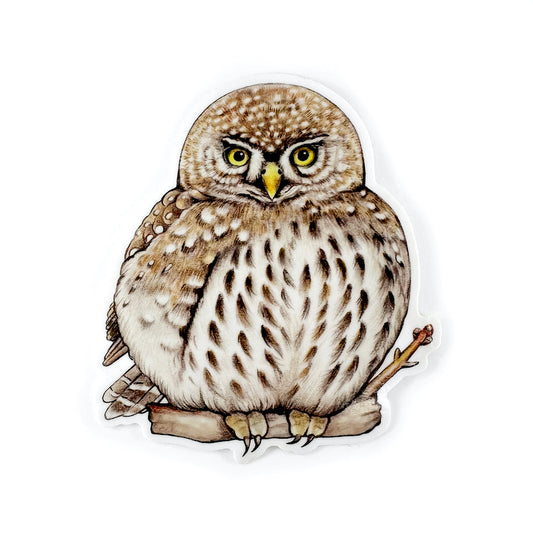 Northern Pygmy-Owl Weatherproof Vinyl Sticker
