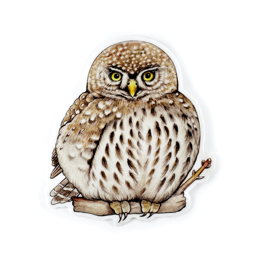 A hand holding a sticker featuring an illustration of a northern pygmy owl