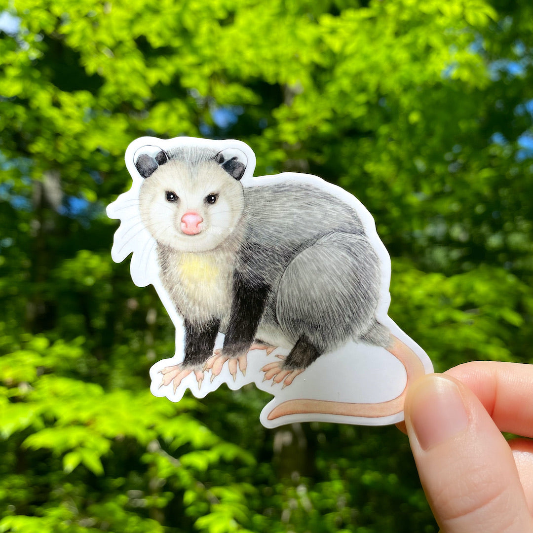 A hand holding a weatherproof vinyl sticker of a Virginia opossum.