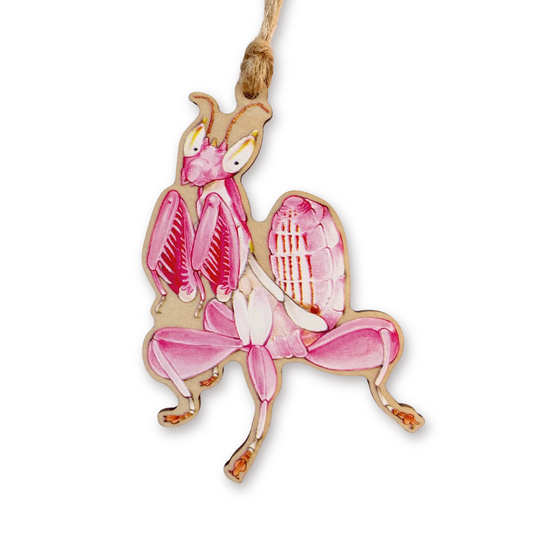 Pink orchid mantis ornament on a white background