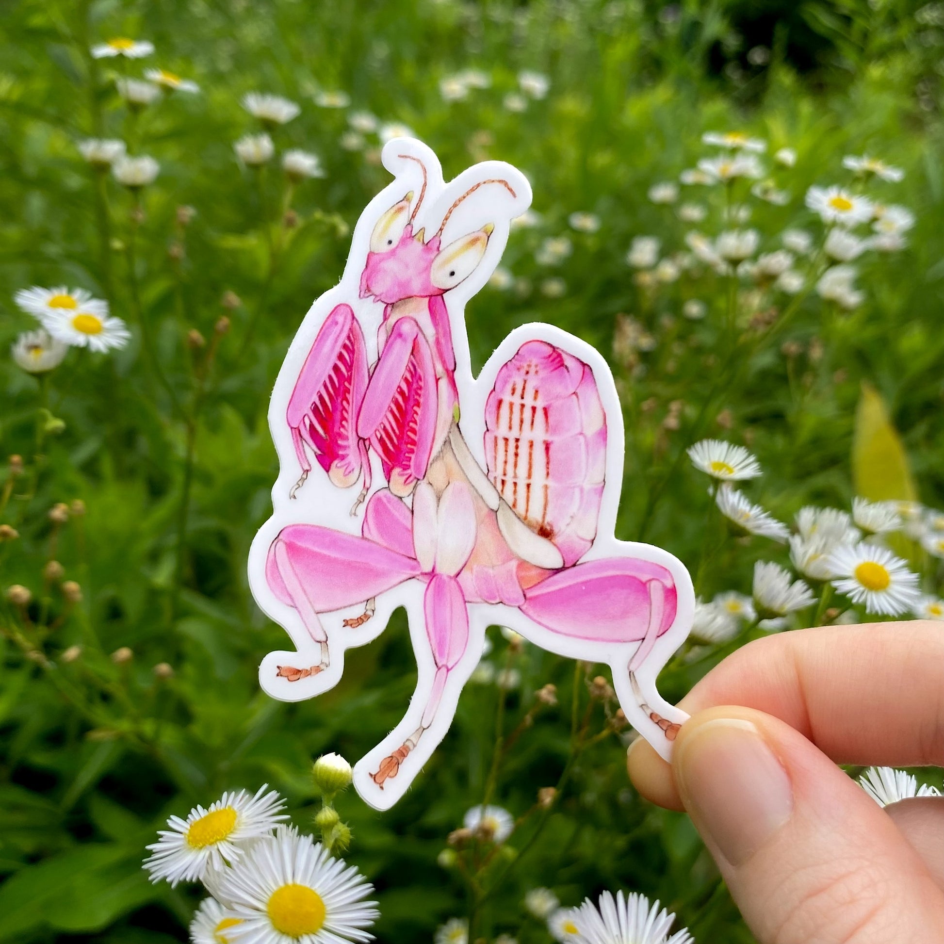 Hand holding a pink orchid mantis sticker with a natural background of green grass and white flowers.
