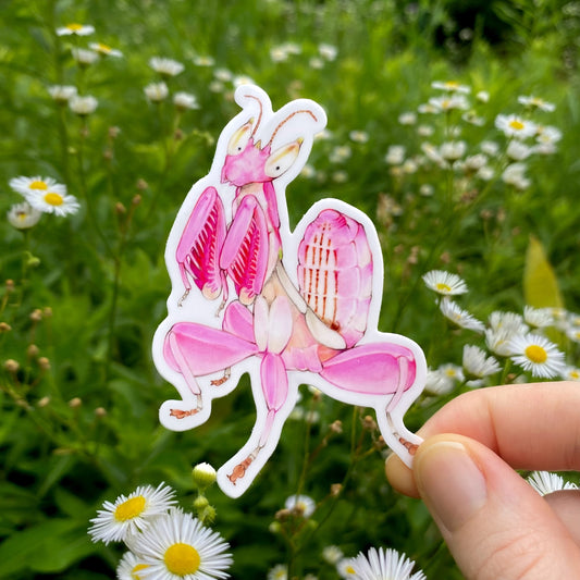 Hand holding a pink orchid mantis sticker with a natural background of green grass and white flowers.