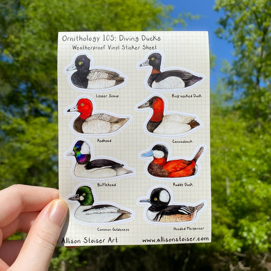 Ornithology 105: Diving Ducks