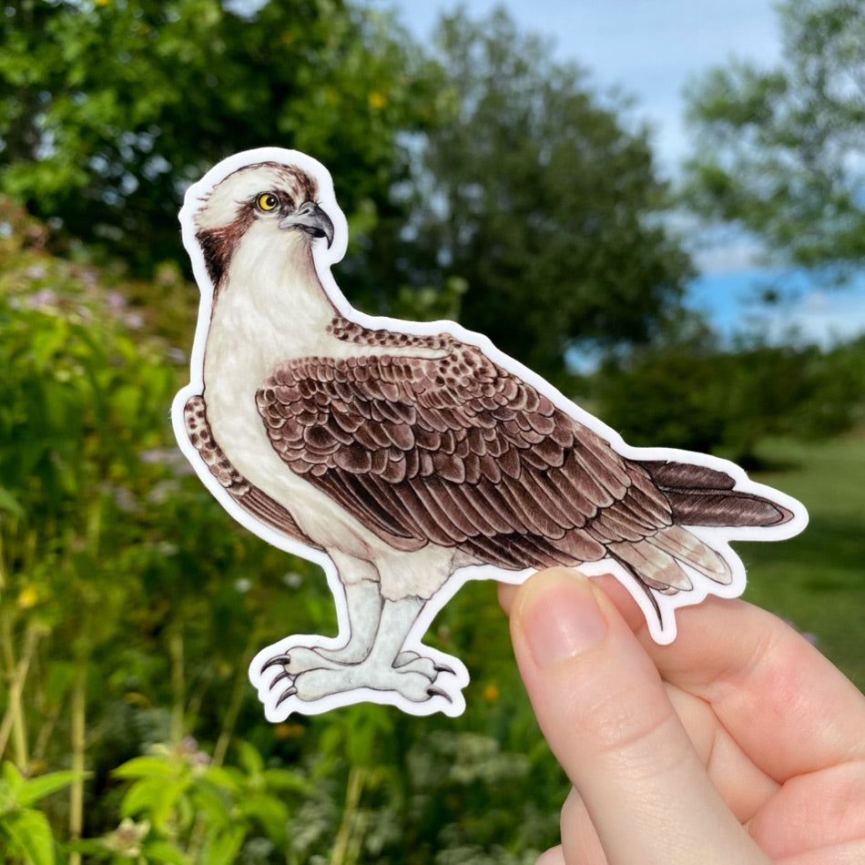 A vinyl sticker of an osprey held by a hand, with a die-cut design, glossy finish, and depicted in a natural setting.