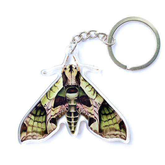 Pandorus Sphinx Moth Keychain