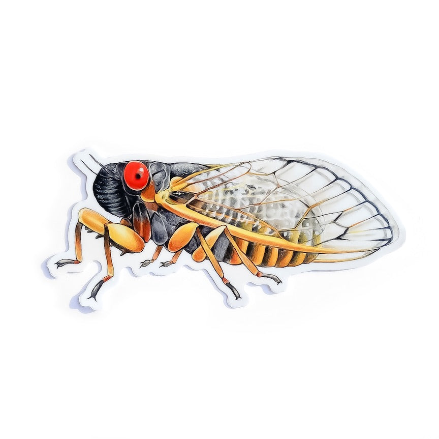 A weatherproof vinyl sticker of a periodical cicada on a white background.