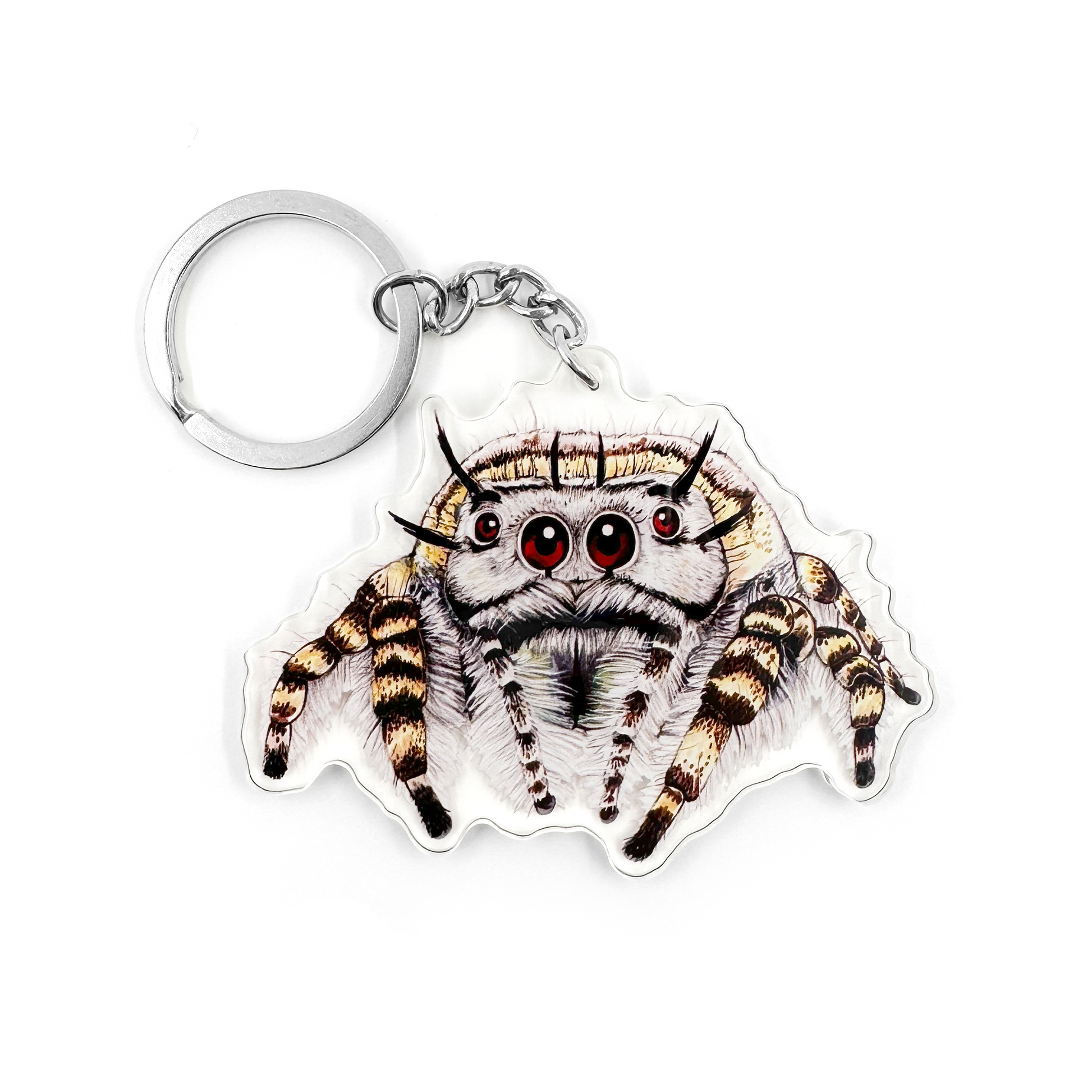 Keychain of a Phidippus mystaceus jumping spider on a white background