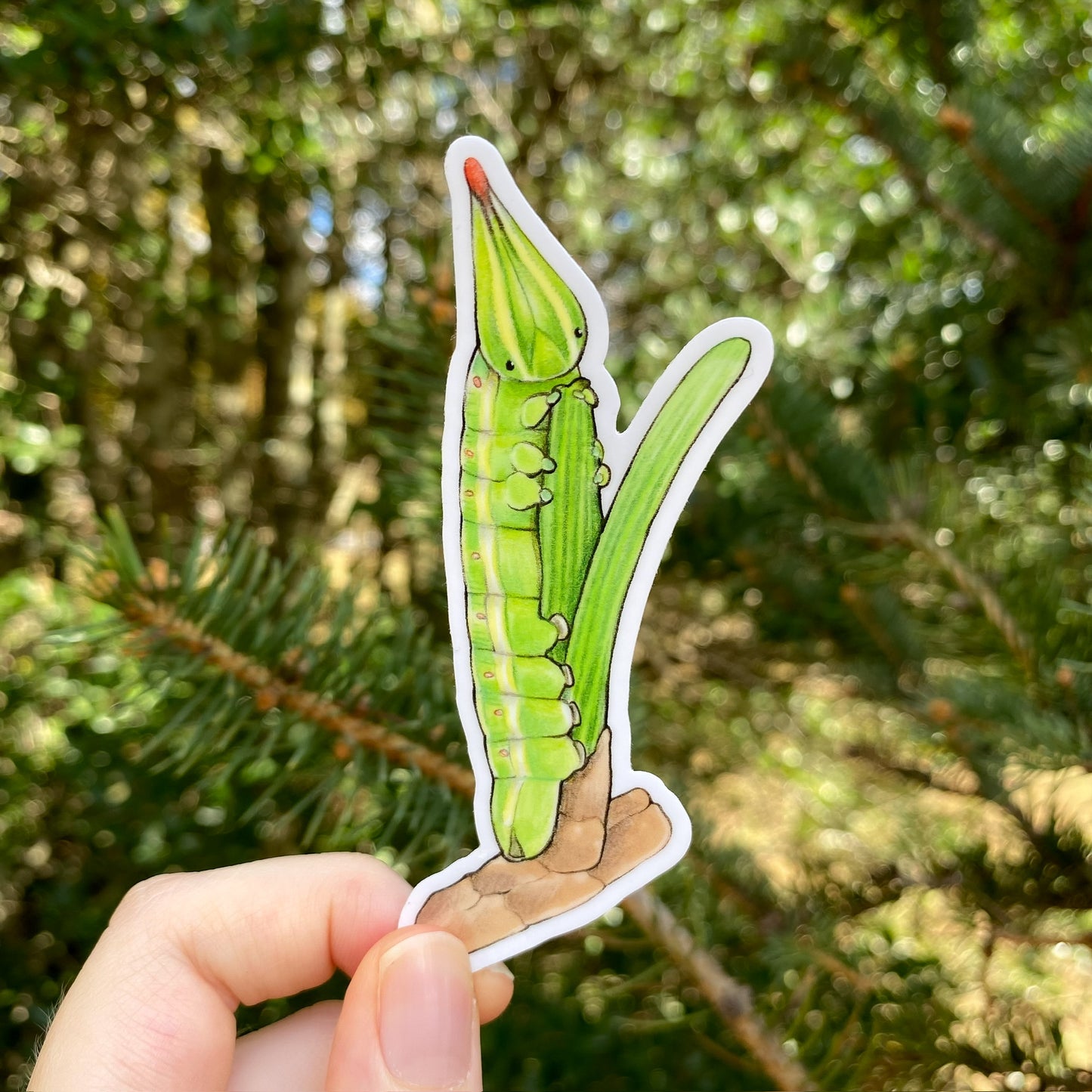 A hand holding a sticker of a pine sphinx moth caterpillar