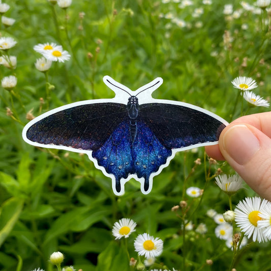 Hand holding a pipevine swallowtail butterfly sticker with a natural background of greenery and flowers