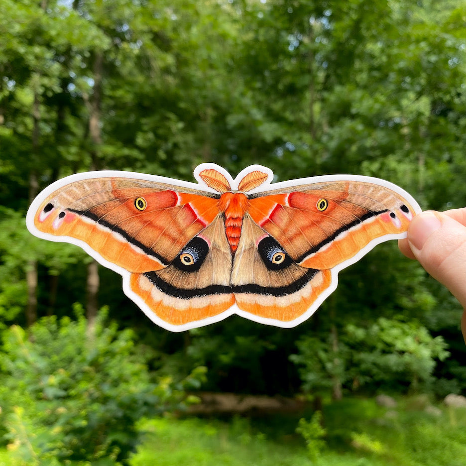 A hand holding a weatherproof vinyl sticker of a Polyphemus moth.