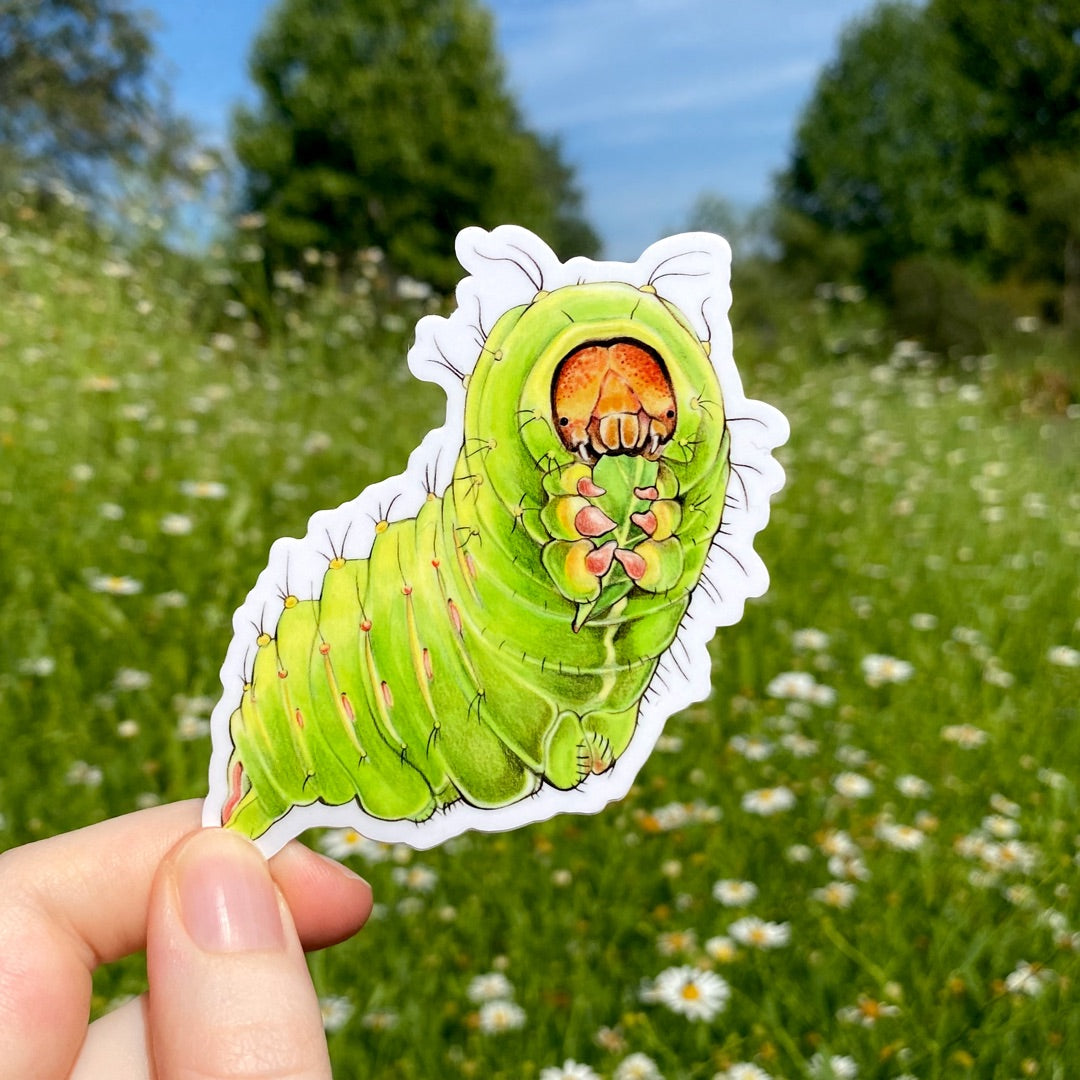 A hand holding a sticker of a chunky Polyphemus caterpillar holding a leaf.