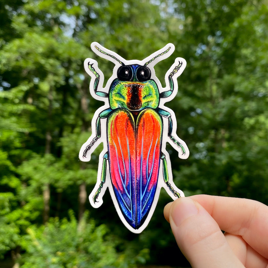 A hand holding a sticker featuring an illustration of a rainbow jewel beetle