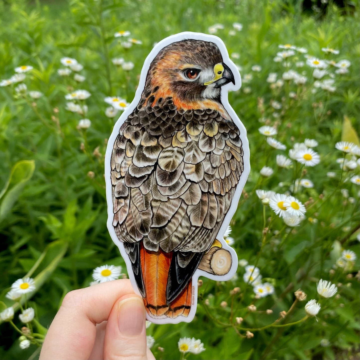 Sticker of a red-tailed hawk held in front of a natural background with greenery and flowers