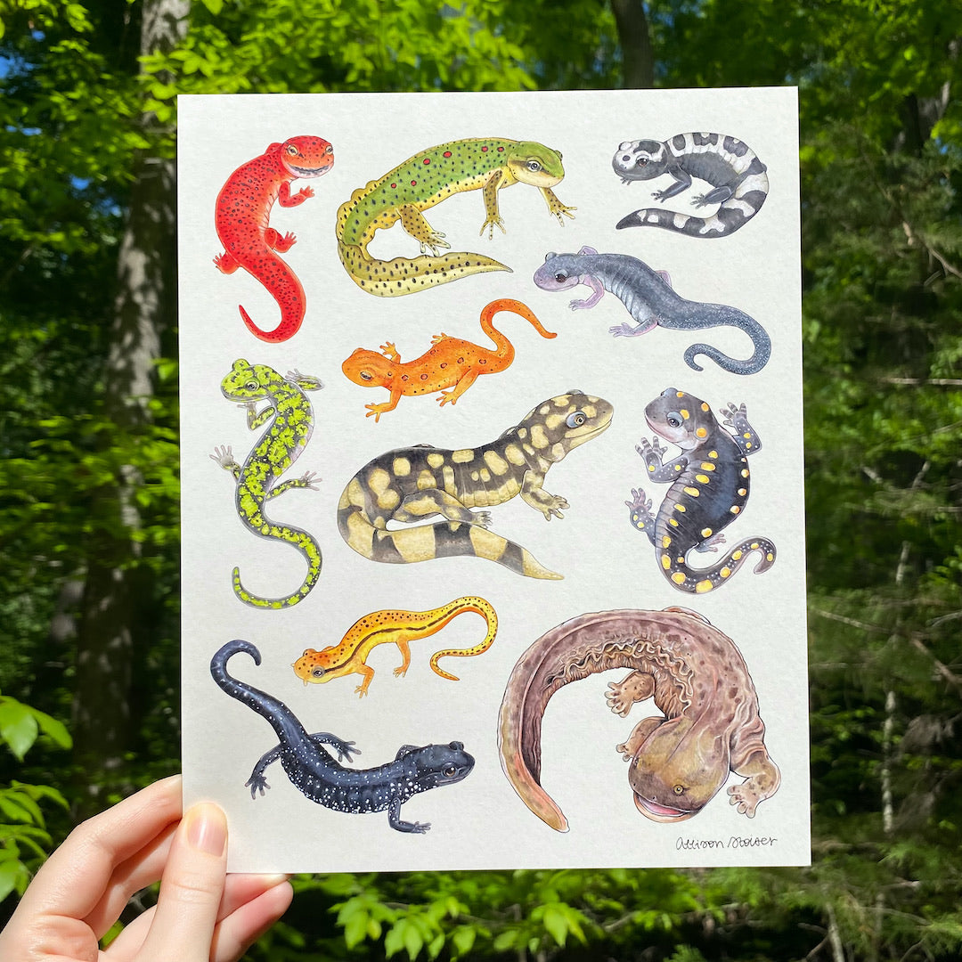 A hand holidng a print of salamanaders native to the eastern United States.