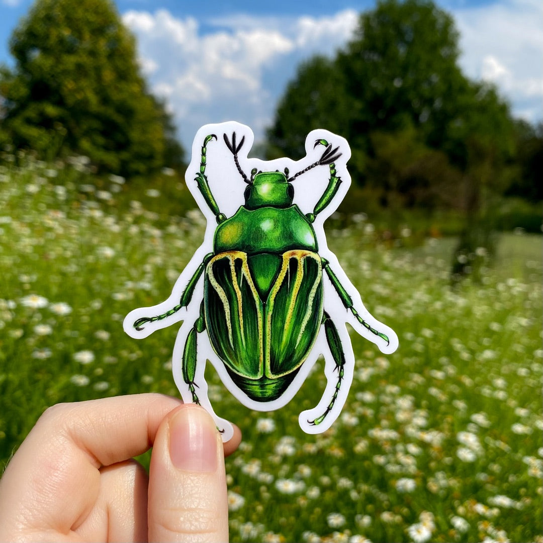 A hand holding a sticker of a green shining leaf chafer.