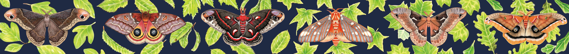 A banner featuring silk moths and their host plants