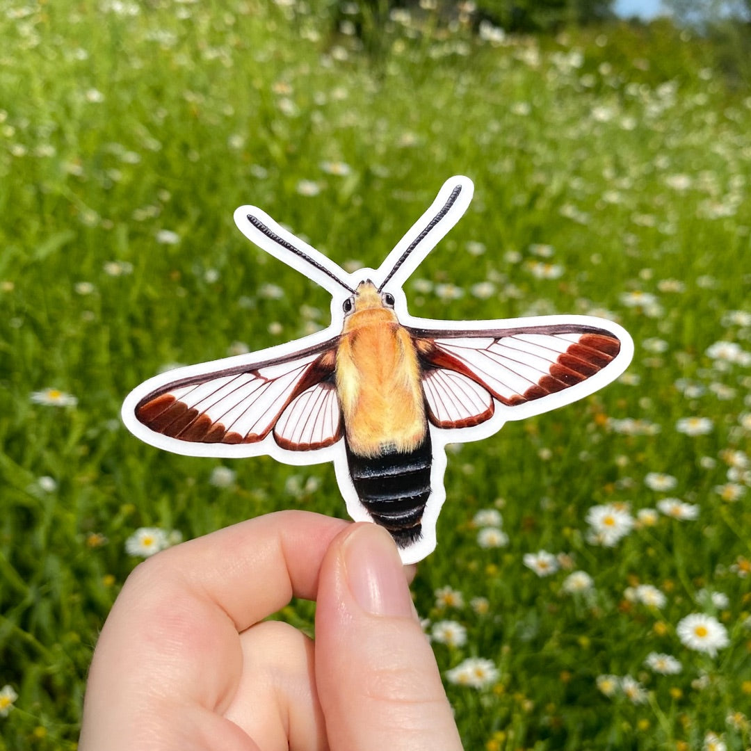 A hand holding a sticker of a snowberry clearwing.