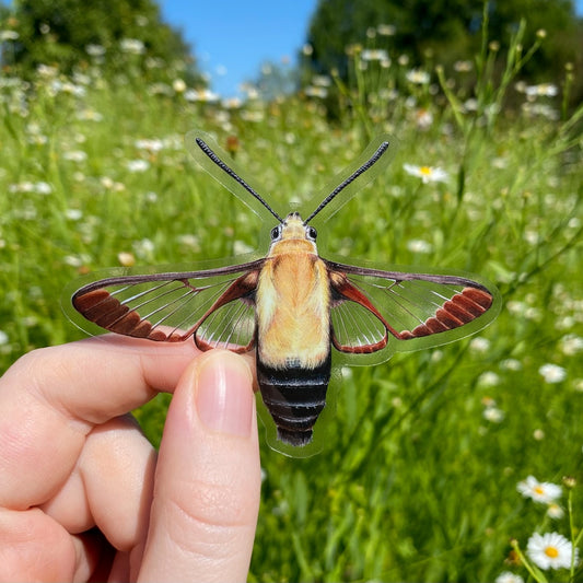 A hand holding a transparent sticker of a snowberry clearwing.