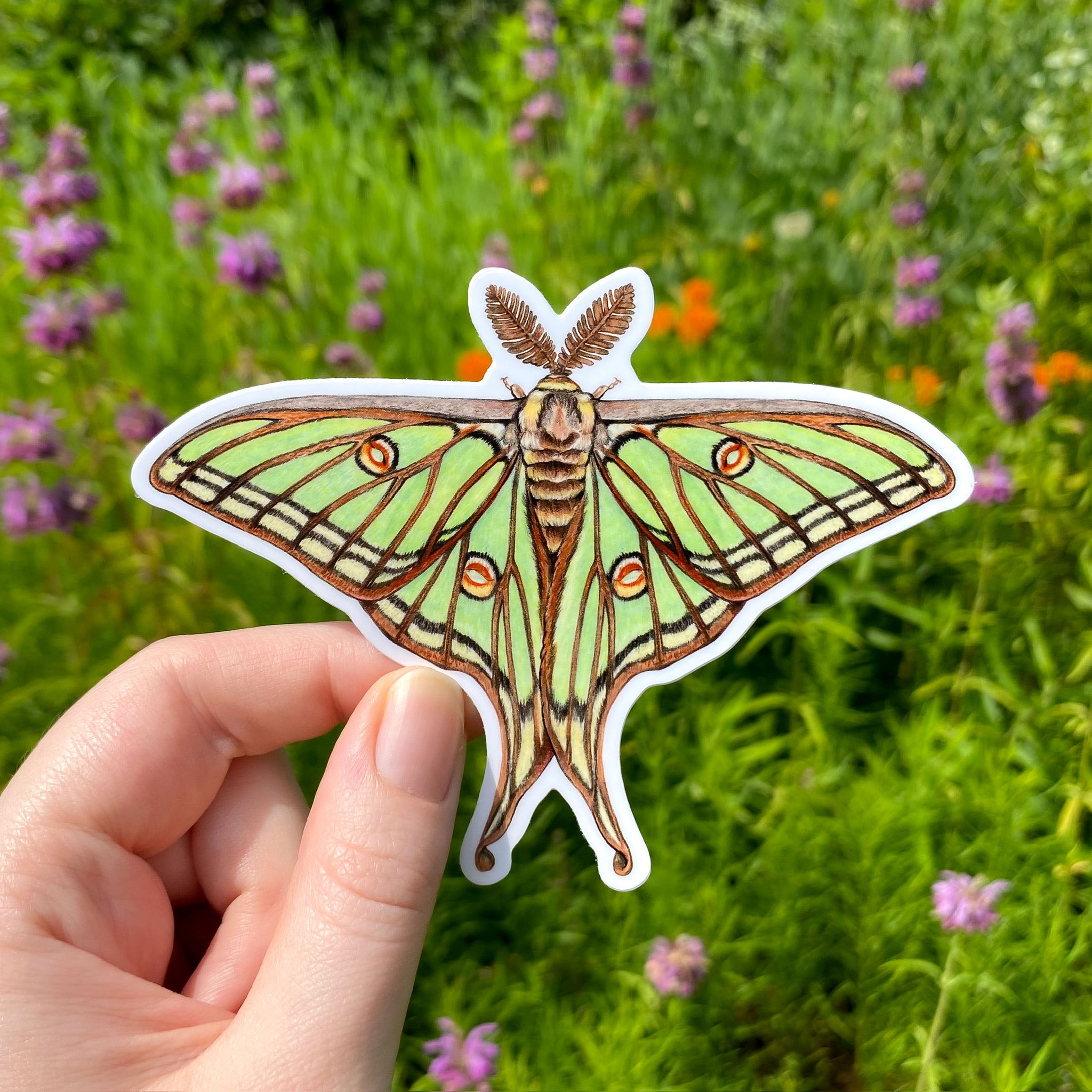 Spanish Moon Math Spanish Moon Moth Weatherproof Vinyl Sticker – Allison Stoiser Art